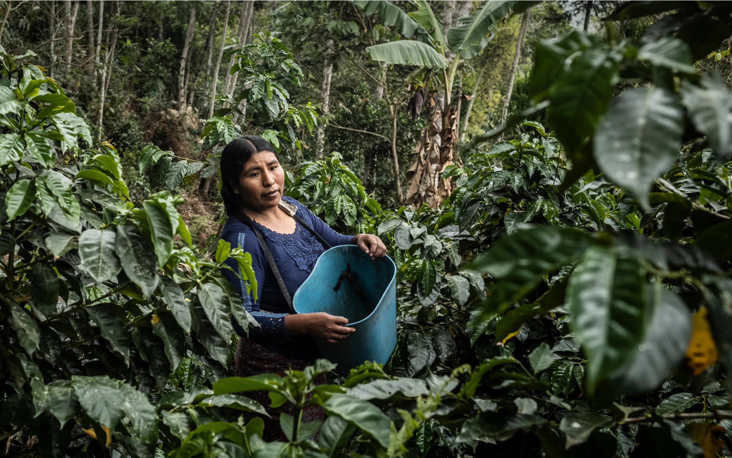 Visuel pour 'Un avenir meilleur pour les producteurs et productrices de café grâce à l'agroforesterie'