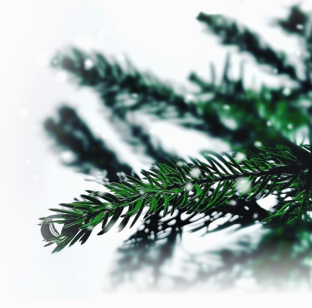branches de sapin